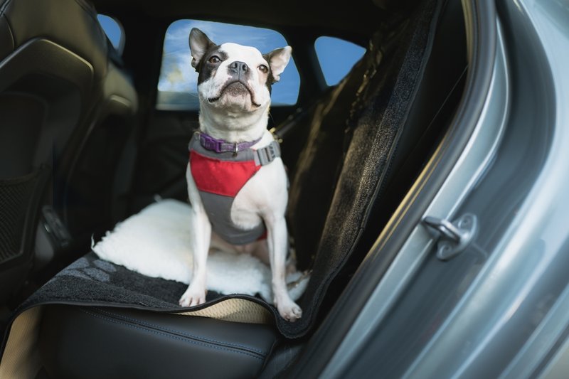 Dog in car ready for transport — Kat Walking Dogs pet transportation South Broward County FL