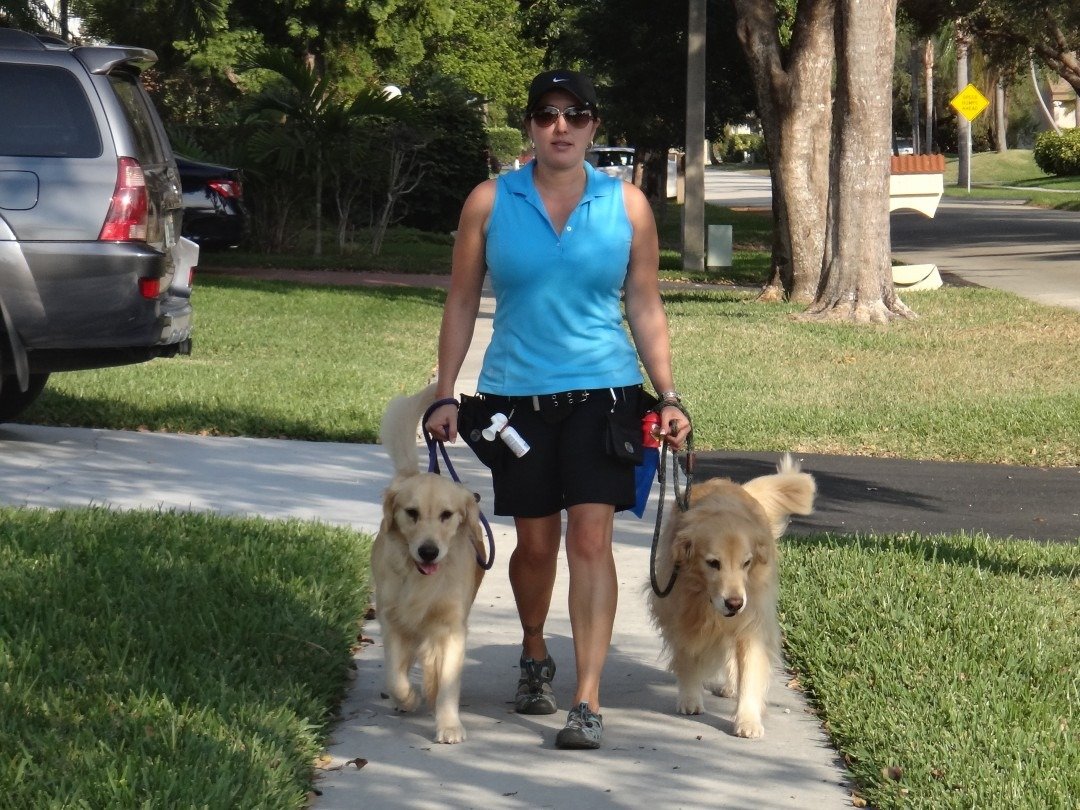 Katt walking two golden retrievers on a sunny South Florida sidewalk